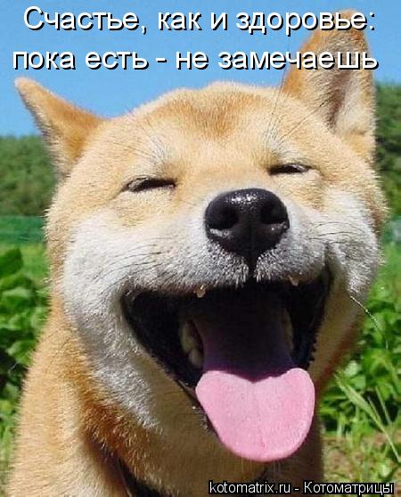 Счастье, как и здоровье: пока есть - не замечаешь... Котоматрица: Счастье, как и здоровье: пока есть - не замечаешь