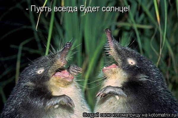 - Пусть всегда будет солнце!... Котоматрица: - Пусть всегда будет солнце!