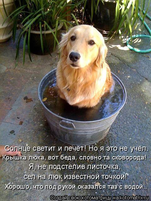 Солнце светит и печёт! Но я это не учёл… Крышка люка, вот беда, словно та сковорода! Я, не подстелив ... Котоматрица: Солнце светит и печёт! Но я это не учёл… Крышка люка, вот беда, словно та сковорода! Я, не подстелив листочка, сел на люк известной точкой! Хо