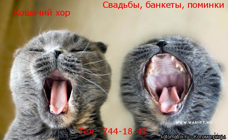 Котоматрица: Кошачий хор Свадьбы, банкеты, поминки Тел.  744-18-42