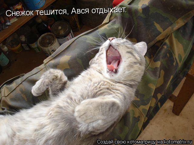 Снежок тешится, Ався отдыхает.... Котоматрица: Снежок тешится, Ався отдыхает.