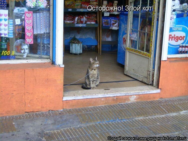 Котоматрица: Осторожно! Злой кот!
