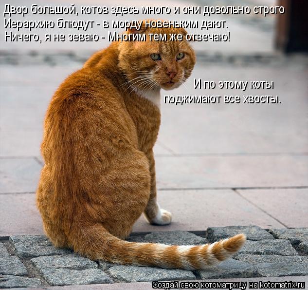 Иерархию блюдут - в морду новеньким дают. Двор большой, котов здесь много и они довольно строго Ничег... Котоматрица: Иерархию блюдут - в морду новеньким дают. Двор большой, котов здесь много и они довольно строго Ничего, я не зеваю - Многим тем же отвечаю! И п