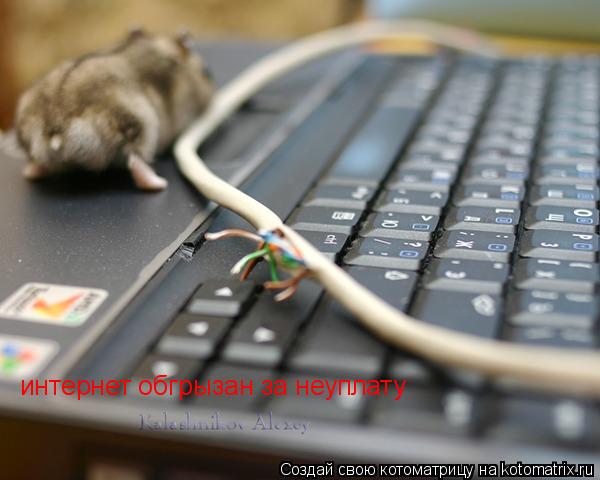 интернет обгрызан за неуплату... Котоматрица: интернет обгрызан за неуплату
