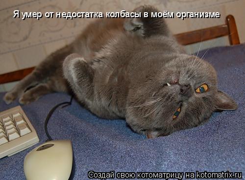 Котоматрица: Я умер от недостатка колбасы в моём организме