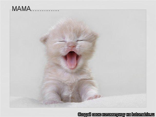 МАМА................... Котоматрица: МАМА................
