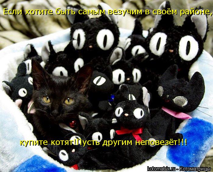 Котоматрица: Если хотите быть самым везучим в своём районе,купите котят!Пусть другим неповезёт!!! купите котят!Пусть другим неповезёт!!!