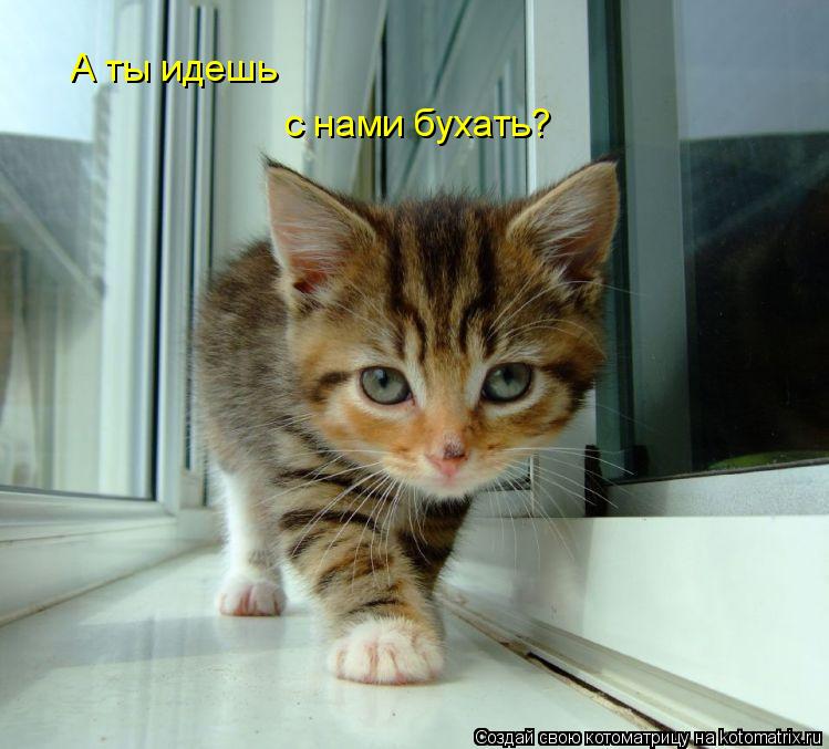 А ты идешь с нами бухать?... Котоматрица: А ты идешь с нами бухать?