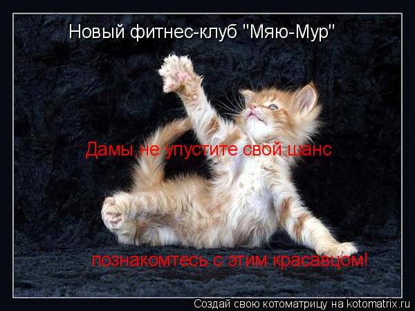 Котоматрица: Новый фитнес-клуб "Мяю-Мур" Дамы,не упустите свой шанс познакомтесь с этим красавцом!