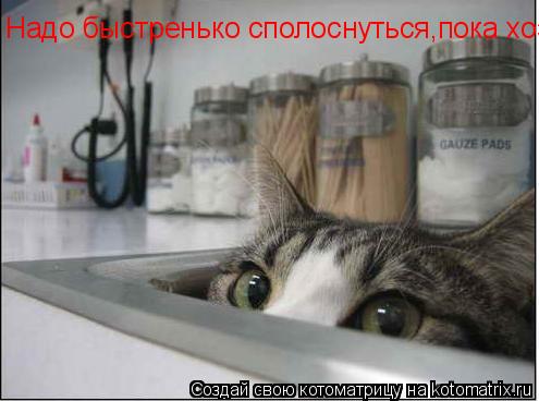 Надо быстренько сполоснуться,пока хозяина нет.... Котоматрица: Надо быстренько сполоснуться,пока хозяина нет.