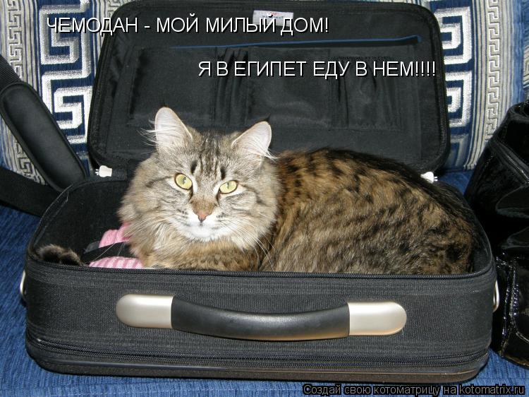 ЧЕМОДАН - МОЙ МИЛЫЙ ДОМ! Я В ЕГИПЕТ ЕДУ В НЕМ!!!!... Котоматрица: ЧЕМОДАН - МОЙ МИЛЫЙ ДОМ! Я В ЕГИПЕТ ЕДУ В НЕМ!!!!