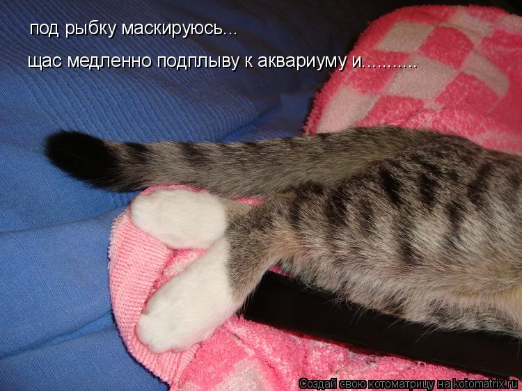 под рыбку маскируюсь... щас медленно подплыву к аквариуму и.............. Котоматрица: под рыбку маскируюсь... щас медленно подплыву к аквариуму и...........