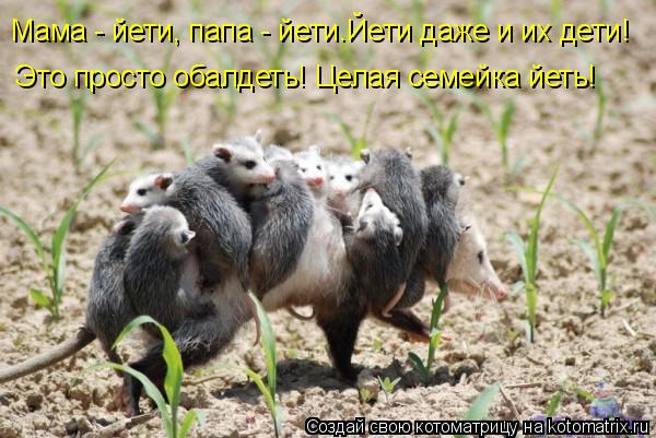 Котоматрица: Мама - йети, папа - йети.Йети даже и их дети! Это просто обалдеть! Целая семейка йеть!