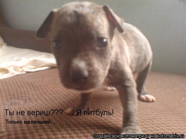 Ты не вериш??? .... Я питбуль! Только маленький....... Котоматрица: Ты не вериш??? .... Я питбуль! Только маленький....