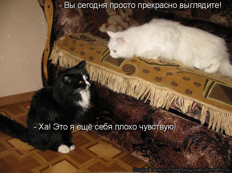 - Вы сегодня просто прекрасно выглядите! - Ха! Это я ещё себя плохо чувствую!... Котоматрица: - Вы сегодня просто прекрасно выглядите! - Ха! Это я ещё себя плохо чувствую!