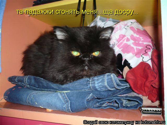 та падажжи сгонять меня...ща досру...... Котоматрица: та падажжи сгонять меня...ща досру...