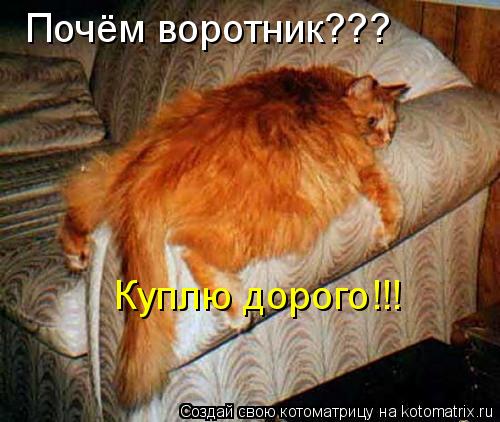 Котоматрица: Почём воротник??? Куплю дорого!!!
