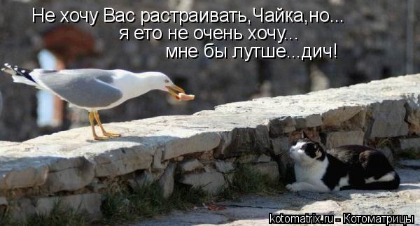 Не хочу Вас растраивать,Чайка,но... я ето не очень хочу... мне бы лутше...дич!... Котоматрица: Не хочу Вас растраивать,Чайка,но... я ето не очень хочу... мне бы лутше...дич!