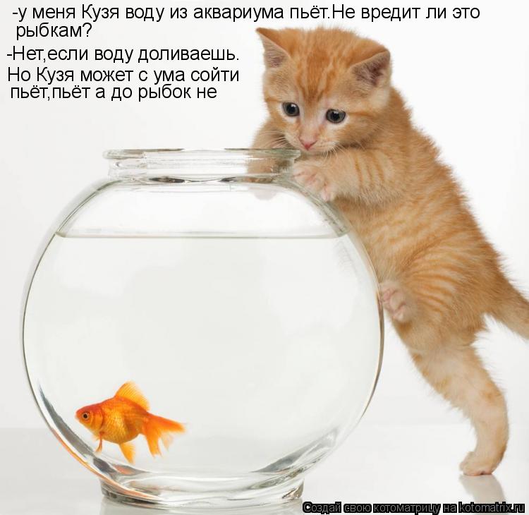 -у меня Кузя воду из аквариума пьёт.Не вредит ли это рыбкам? -Нет,если воду доливаешь. Но Кузя может ... Котоматрица: -у меня Кузя воду из аквариума пьёт.Не вредит ли это рыбкам? -Нет,если воду доливаешь. Но Кузя может с ума сойти пьёт,пьёт а до рыбок не