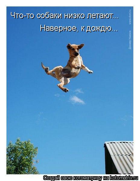 Что-то собаки низко летают... Наверное, к дождю...... Котоматрица: Что-то собаки низко летают... Наверное, к дождю...
