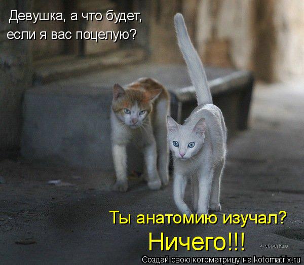 Девушка, а что будет, если я вас поцелую? Ты анатомию изучал? Ничего!!!... Котоматрица: Девушка, а что будет, если я вас поцелую? Ты анатомию изучал? Ничего!!!