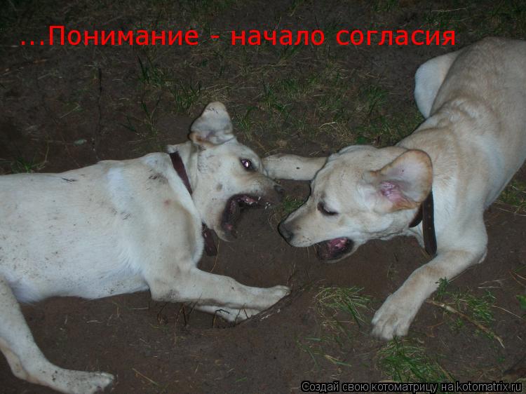 ...Понимание - начало согласия... Котоматрица: ...Понимание - начало согласия