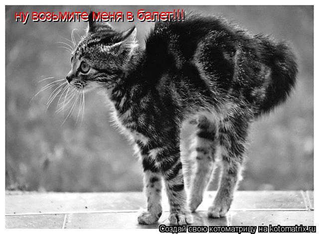 ну возьмите меня в балет!!! ну возьмите меня в балет!!!... Котоматрица: ну возьмите меня в балет!!! ну возьмите меня в балет!!!