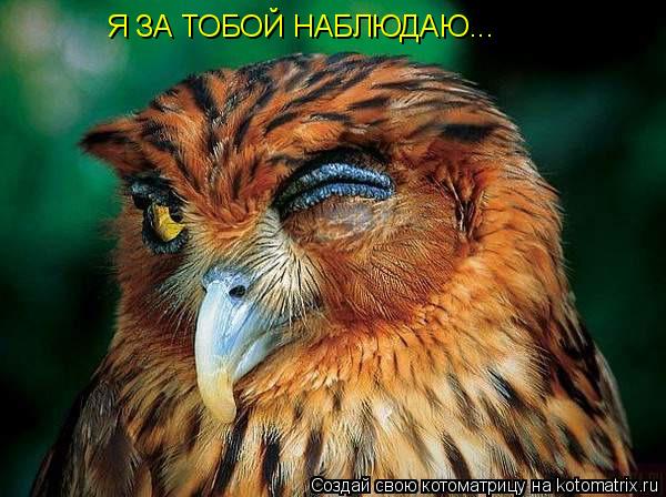Я ЗА ТОБОЙ НАБЛЮДАЮ...... Котоматрица: Я ЗА ТОБОЙ НАБЛЮДАЮ...