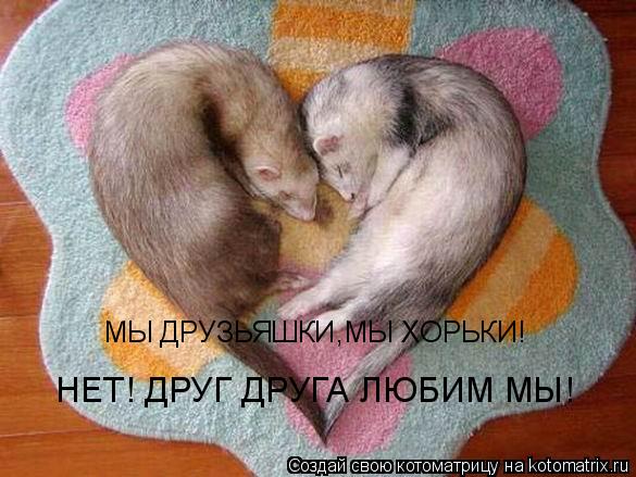 МЫ ДРУЗЬЯШКИ,МЫ ХОРЬКИ! НЕТ! ДРУГ ДРУГА ЛЮБИМ МЫ!... Котоматрица: МЫ ДРУЗЬЯШКИ,МЫ ХОРЬКИ! НЕТ! ДРУГ ДРУГА ЛЮБИМ МЫ!