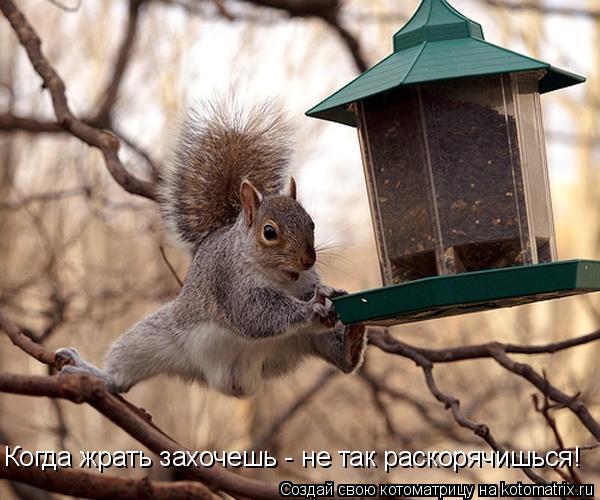 Котоматрица: Когда жрать захочешь - не так раскорячишься!