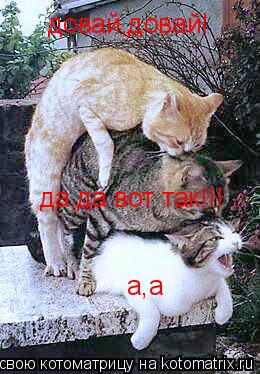 довай,довай! да,да вот так!!! а,а... Котоматрица: довай,довай! да,да вот так!!! а,а