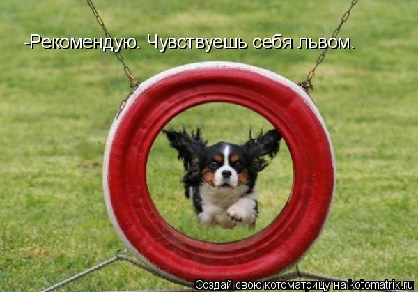 -Рекомендую. Чувствуешь себя львом.... Котоматрица: -Рекомендую. Чувствуешь себя львом.