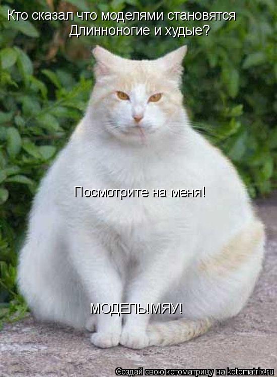 Котоматрица: Кто сказал что моделями становятся Длинноногие и худые? Посмотрите на меня! МОДЕЛЬ!МЯУ!