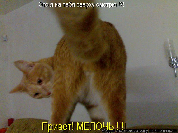 Это я на тебя сверху смотрю !?! Привет! МЕЛОЧЬ !!!!... Котоматрица: Это я на тебя сверху смотрю !?! Привет! МЕЛОЧЬ !!!!