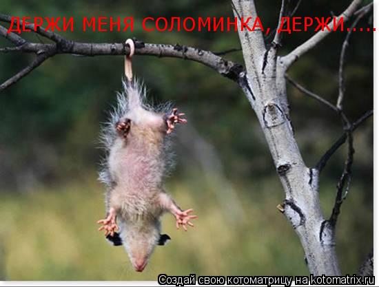 Котоматрица: ДЕРЖИ МЕНЯ СОЛОМИНКА, ДЕРЖИ.....