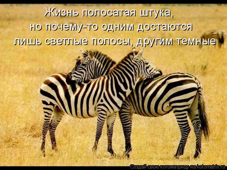 Жизнь полосатая штука, но почему-то одним достаются лишь светлые полосы, другим темные... Котоматрица: Жизнь полосатая штука, но почему-то одним достаются лишь светлые полосы, другим темные
