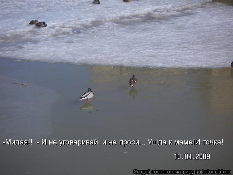 -Милая!! - И не уговаривай, и не проси... Ушла к маме!И точка!... Котоматрица: -Милая!! - И не уговаривай, и не проси... Ушла к маме!И точка!