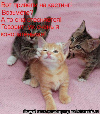Котоматрица: Говорит: уж очень я   конопатенькая!  Возьмёте? А то она стесняется! Вот привели на кастинг!