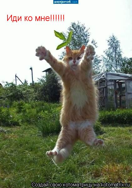 Котоматрица: Иди ко мне!!!!!!