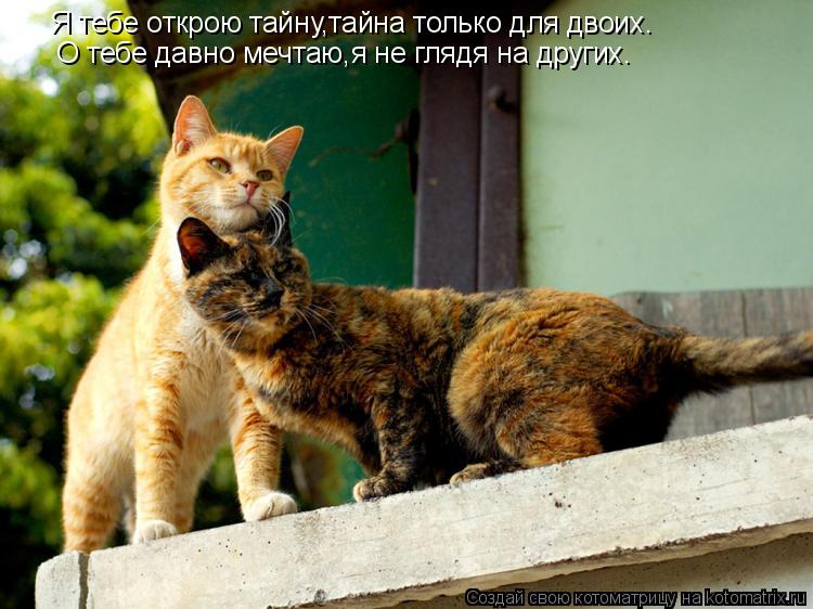Я тебе открою тайну,тайна только для двоих. О тебе давно мечтаю,я не глядя на других.... Котоматрица: Я тебе открою тайну,тайна только для двоих. О тебе давно мечтаю,я не глядя на других.