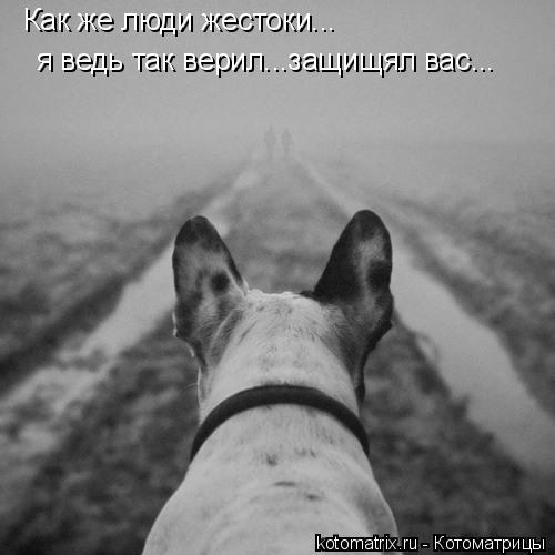 Котоматрица: Как же люди жестоки... я ведь так верил...защищял вас...
