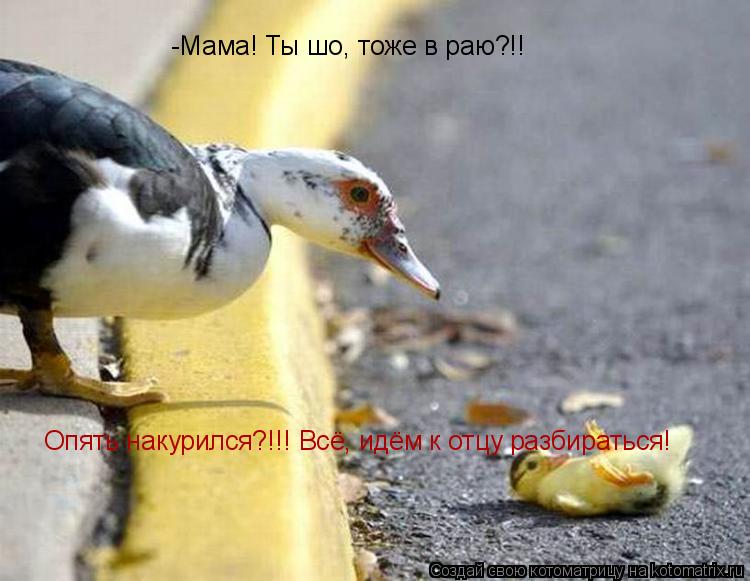 -Мама! Ты шо, тоже в раю?!! Опять накурился?!!! Всё, идём к отцу разбираться!... Котоматрица: -Мама! Ты шо, тоже в раю?!! Опять накурился?!!! Всё, идём к отцу разбираться!