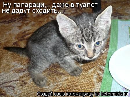 Ну папараци,,, даже в туалет не дадут сходить....... Котоматрица: Ну папараци,,, даже в туалет не дадут сходить....