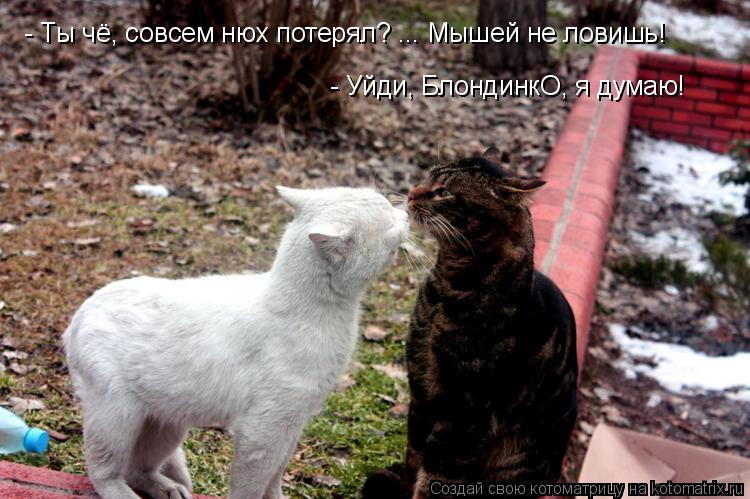 - Ты чё, совсем нюх потерял? ... Мышей не ловишь! - Уйди, БлондинкО, я думаю!... Котоматрица: - Ты чё, совсем нюх потерял? ... Мышей не ловишь! - Уйди, БлондинкО, я думаю!