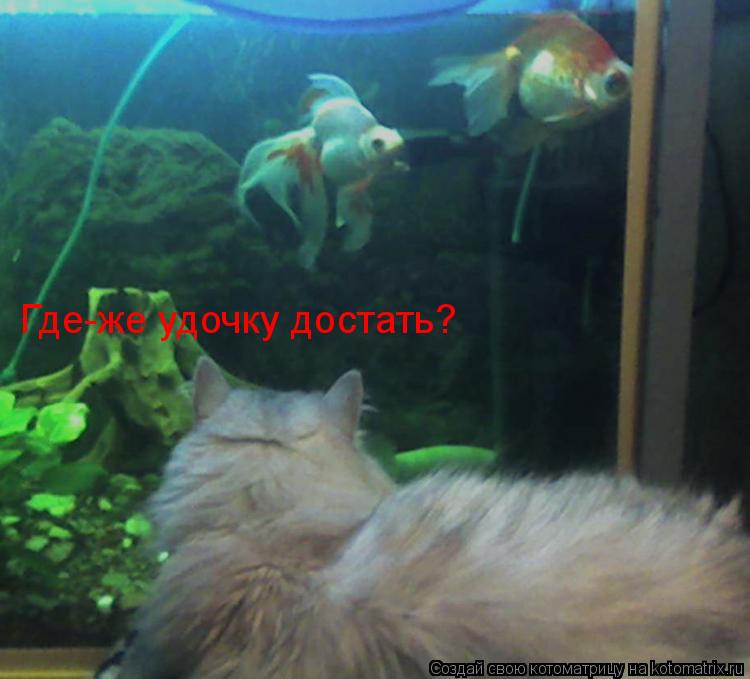 Котоматрица: Где-же удочку достать?
