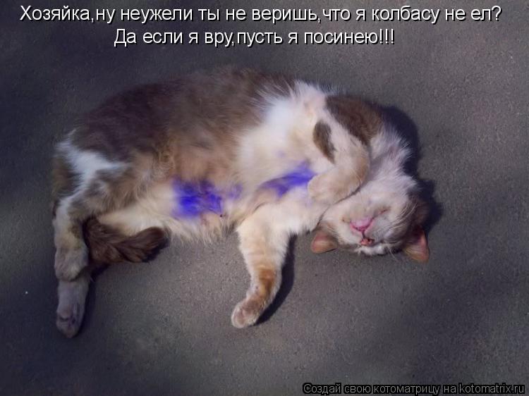 Хозяйка,ну неужели ты не веришь,что я колбасу не ел? Да если я вру,пусть я посинею!!!... Котоматрица: Хозяйка,ну неужели ты не веришь,что я колбасу не ел? Да если я вру,пусть я посинею!!!