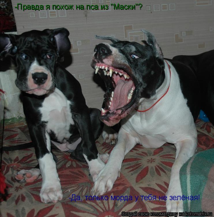 -Правда я похож на пса из "Маски"? -Да, только морда у тебя не зелёная!... Котоматрица: -Правда я похож на пса из "Маски"? -Да, только морда у тебя не зелёная!