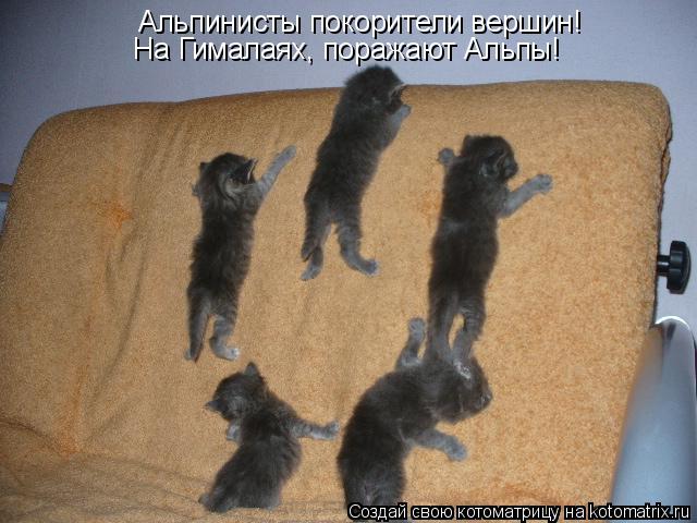 Котоматрица: Альпинисты покорители вершин! На Гималаях, поражают Альпы!