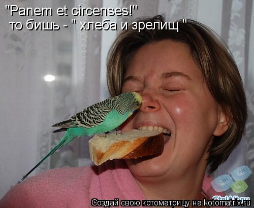 "Panem et circenses!" то бишь - " хлеба и зрелищ "... Котоматрица: "Panem et circenses!" то бишь - " хлеба и зрелищ "