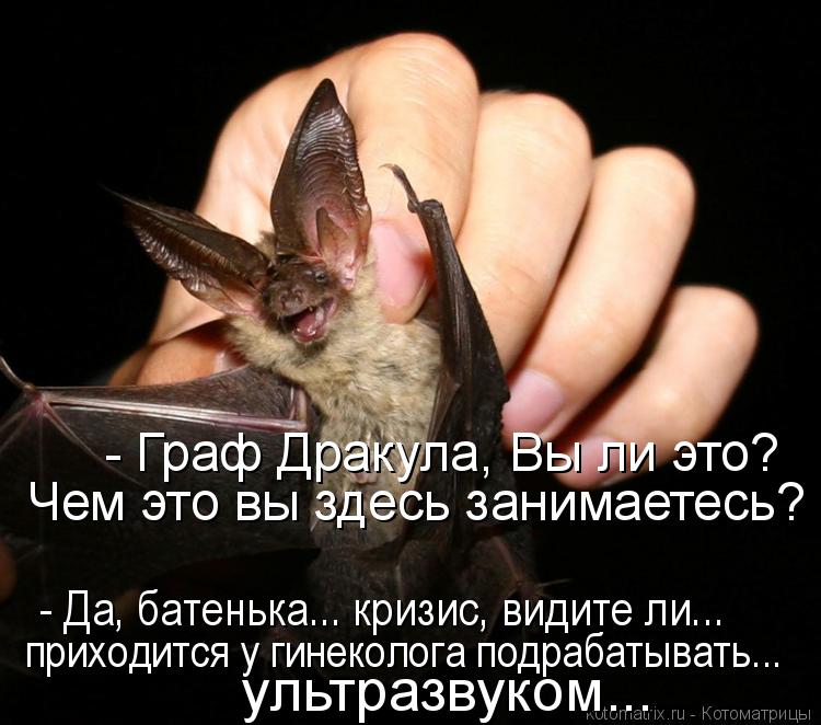 Котоматрица: - Граф Дракула, Вы ли это?  Чем это вы здесь занимаетесь? приходится у гинеколога подрабатывать...  ультразвуком... - Да, батенька... кризис, види